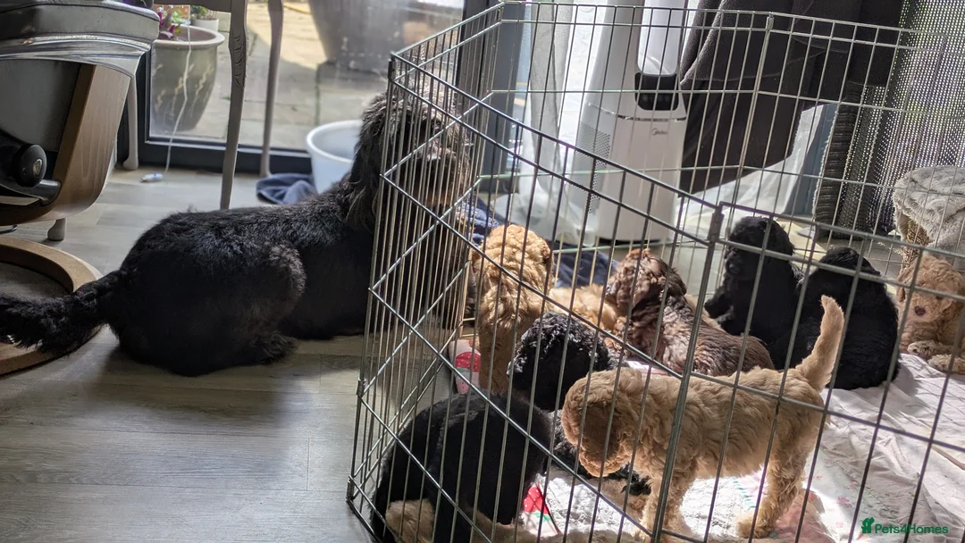 Labradoodle dogs for sale: labradoodle puppies for sale  in Northampton - Advert 2