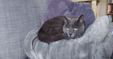 Mixed Breed cats - Advert 6