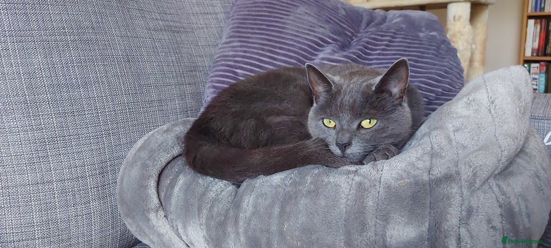 Mixed Breed cats for sale: Loving 8 Year Cat Willow Seeking Calm Caring Home - Image 2