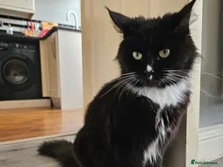 Maine Coon cats Maine Coon Kittens – Ready After 28th February 🐾 - Advert 2