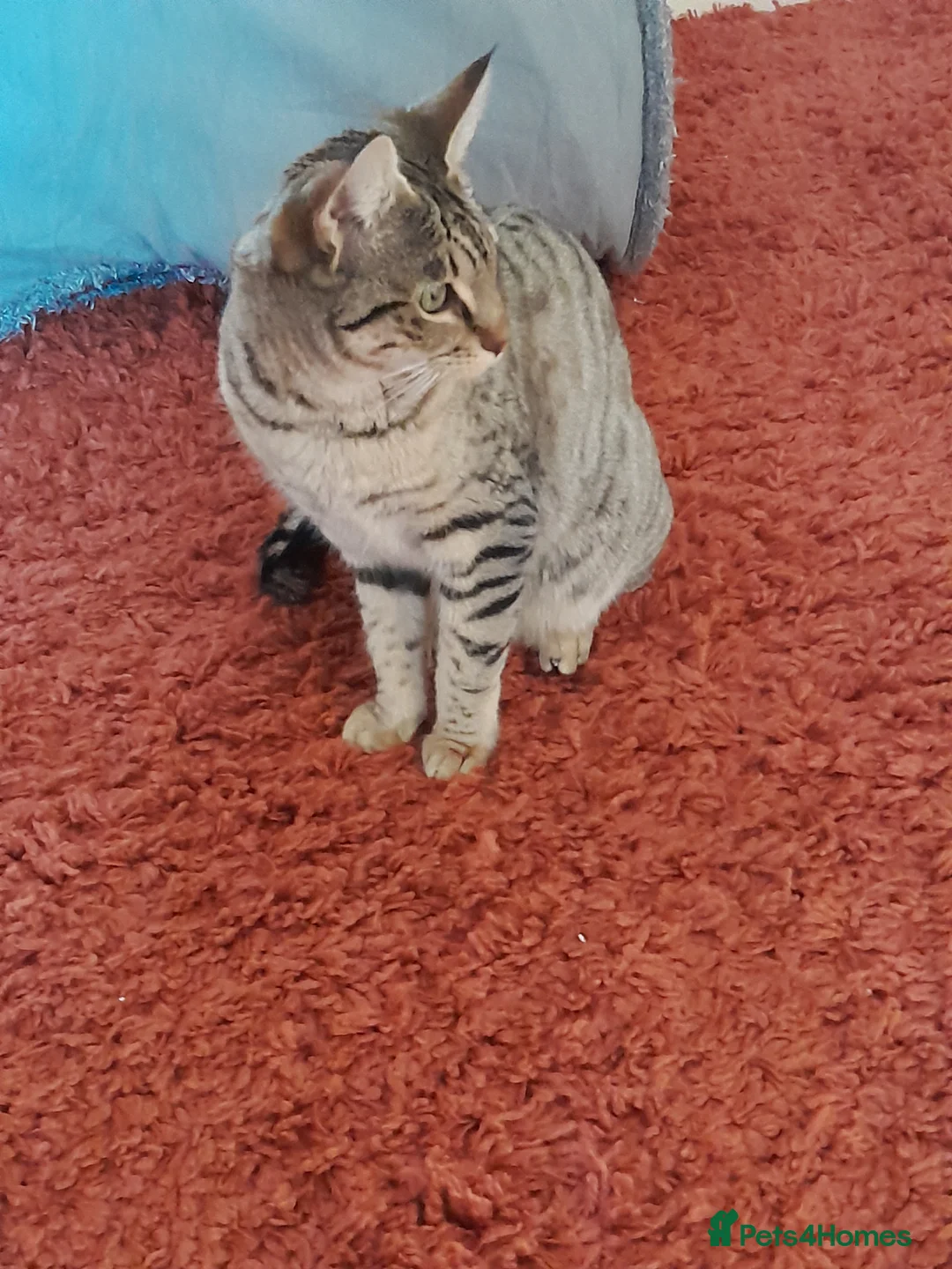 Savannah cats for sale: TICA Reg, F5 Pedigree Girl Kitten - Advert 6