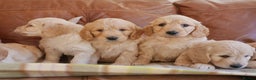 Mini Goldendoodle dogs for sale: Quality Health Tested F1 Miniature Goldendoodles  - Advert 21