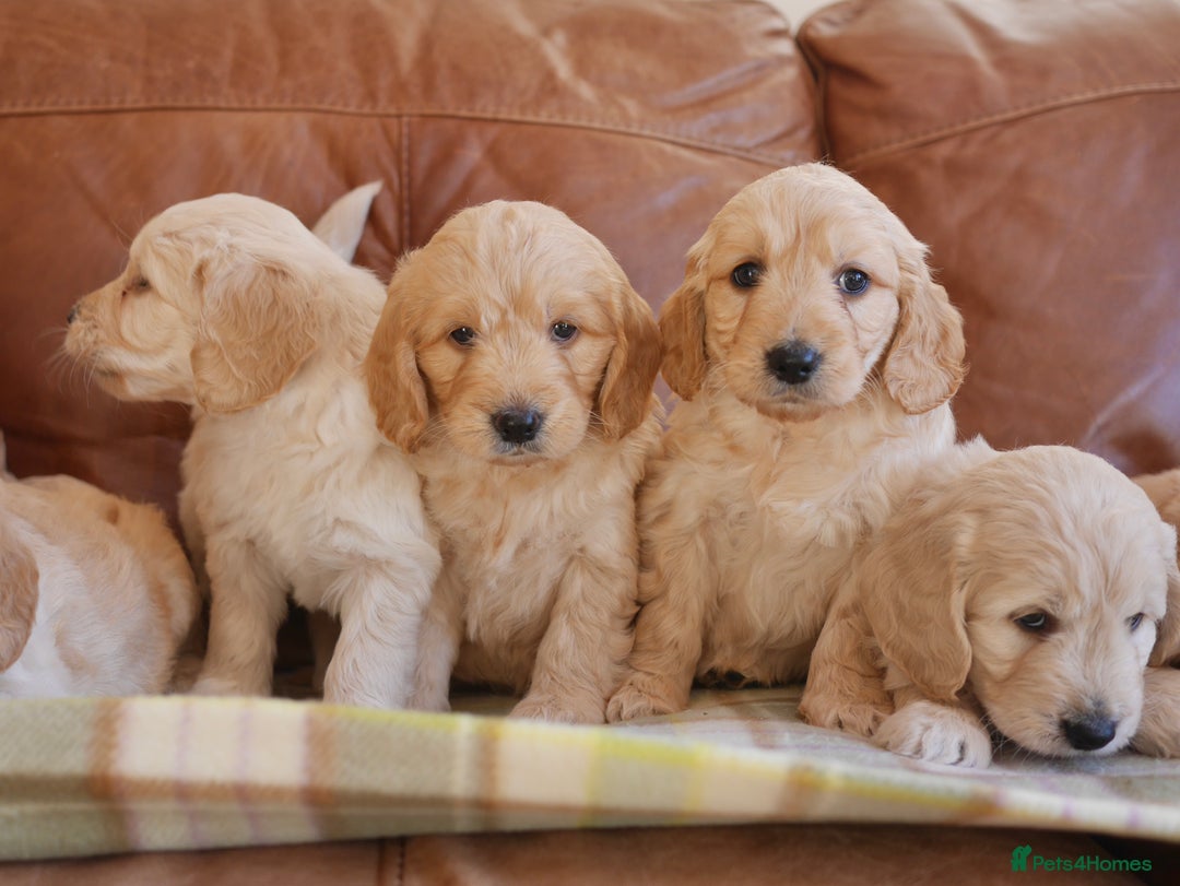 Mini Goldendoodle dogs for sale: Quality Health Tested F1 Miniature Goldendoodles  - Advert 21