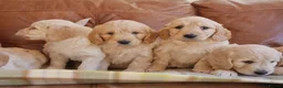 Mini Goldendoodle dogs for sale: Quality Health Tested F1 Miniature Goldendoodles  - Advert 21