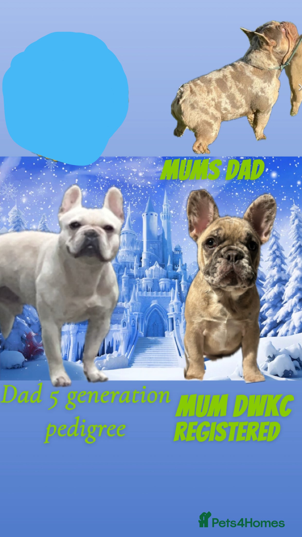 French Bulldog dogs KC French bulldog puppies dad 5 generation pedigre - Advert 15