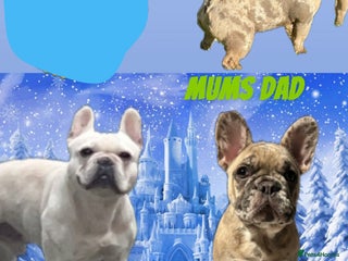 French Bulldog dogs KC French bulldog puppies dad 5 generation pedigre - Advert 1
