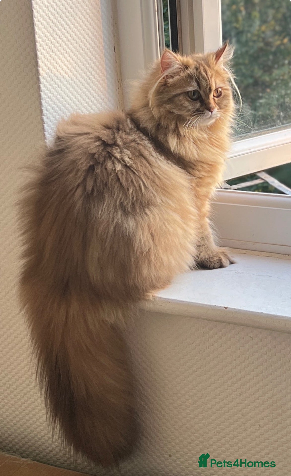 British Longhair cats Adorable GCCF British LH & SH Kittens - Advert 2