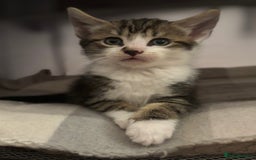 Domestic Shorthair cats for sale: Beautiful friendly Kittens  - Image 20