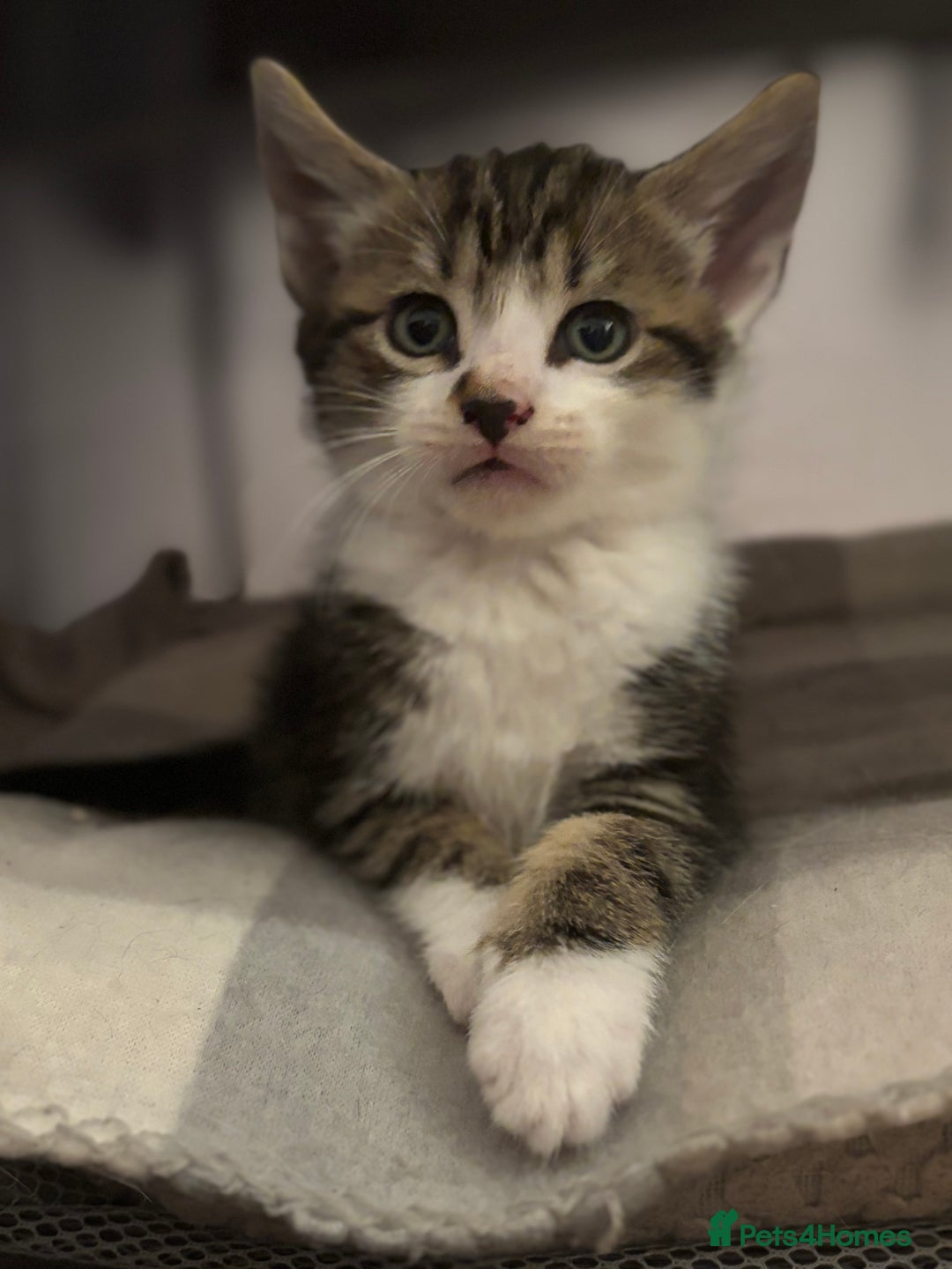 Domestic Shorthair cats for sale: Beautiful friendly Kittens  - Image 20