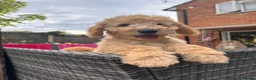 Australian Labradoodle dogs for sale: Last 2 Adorable Australian Labradoodles - Advert 3