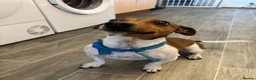 Jack Russell dogs for sale: Jack Russell Rehoming (Behavioural Challenges)  - Advert 2