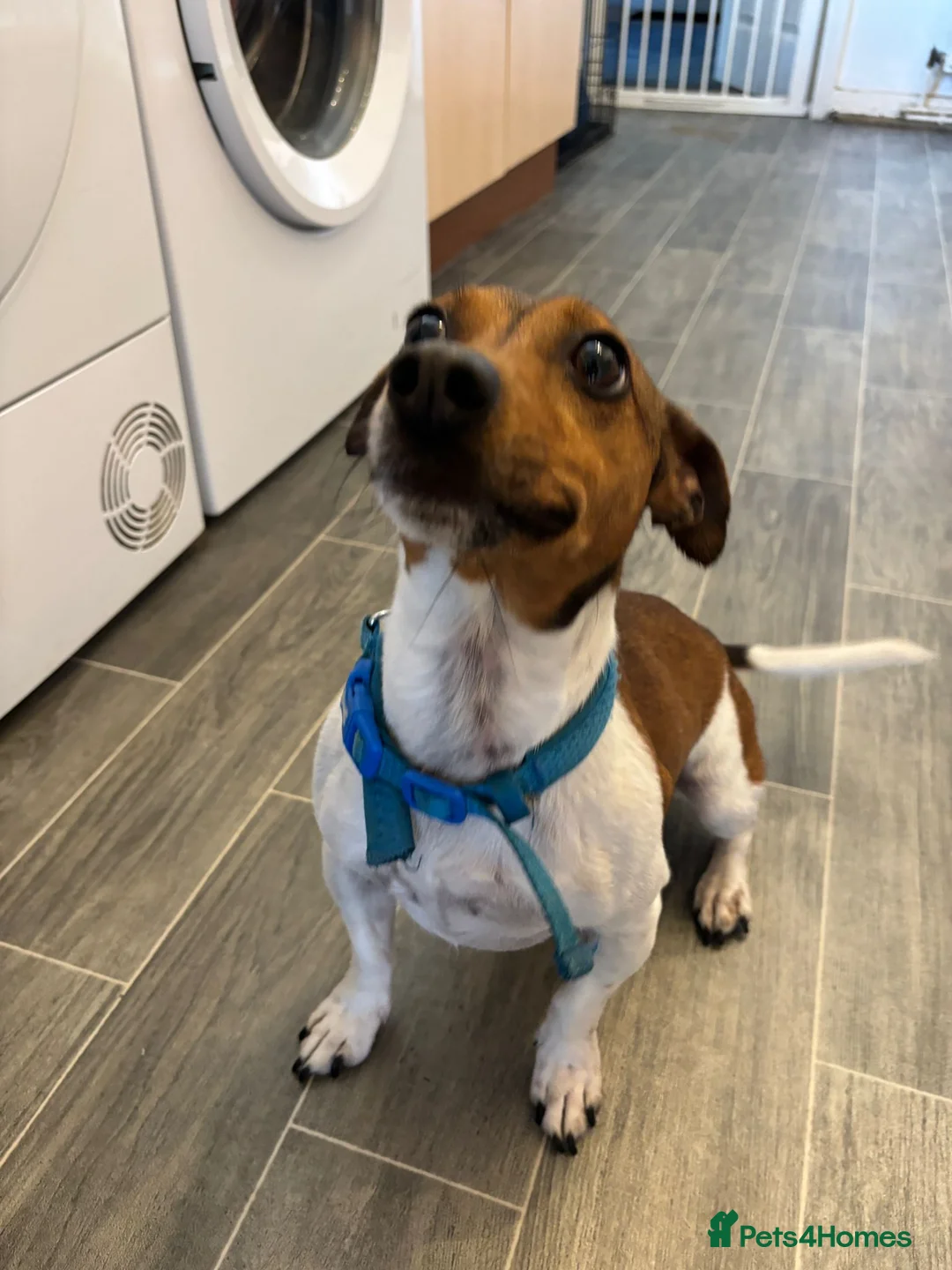 Jack Russell dogs for sale: Jack Russell Rehoming (Behavioural Challenges)  - Advert 2