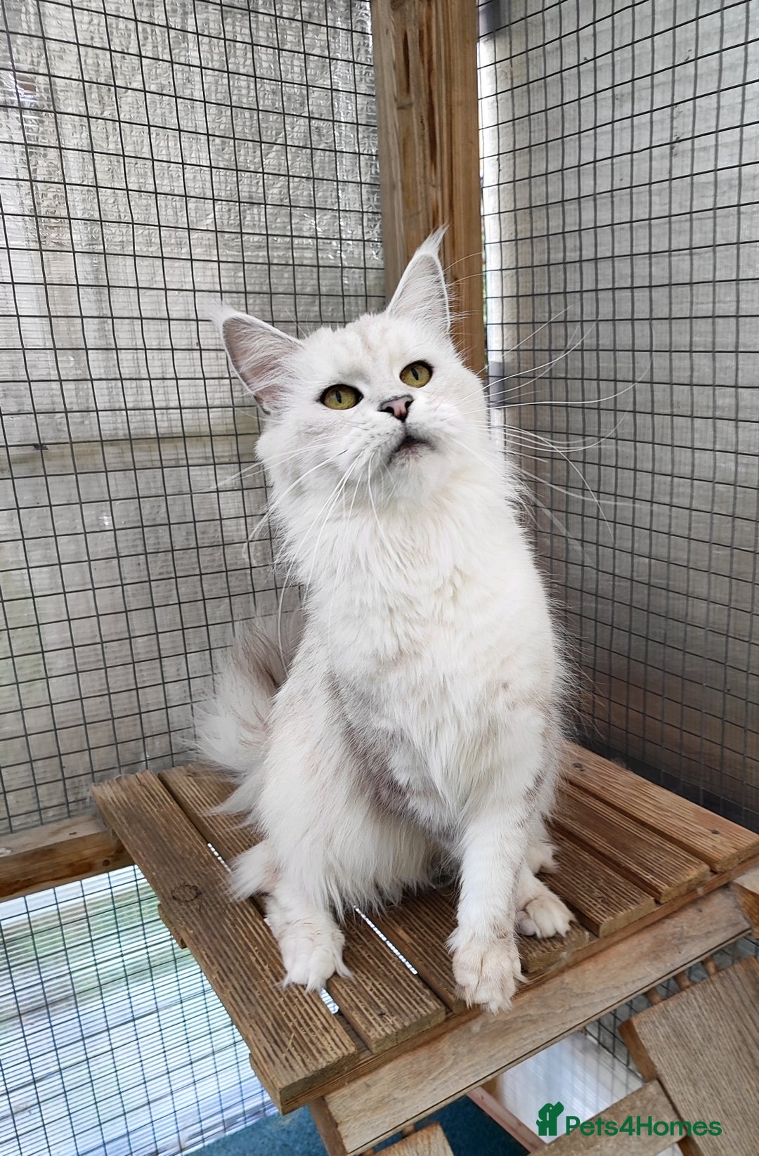 Maine Coon cats for sale: Beautiful NEUTERED girl XXL - Image 7