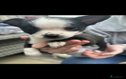 Mixed Breed dogs for sale: Chihuahua cross breed - Image 3