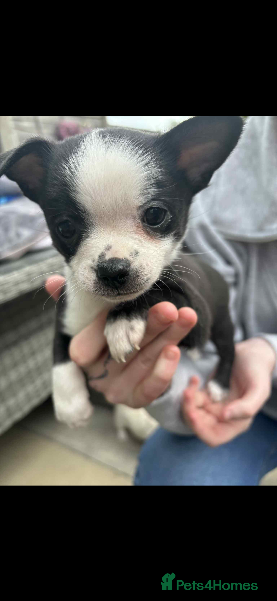 Mixed Breed dogs for sale: Chihuahua cross breed - Image 3