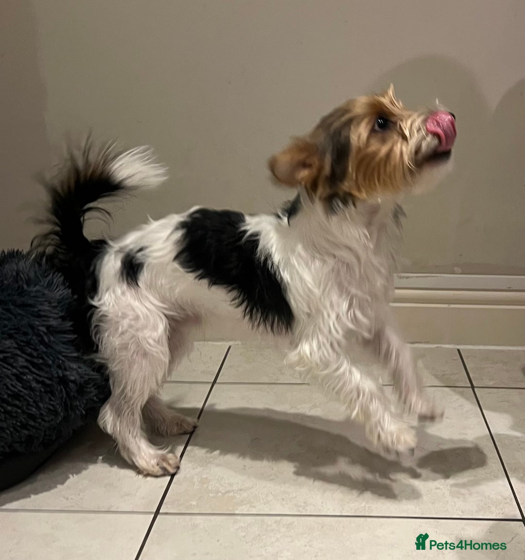 Mixed Breed dogs for sale: Cookie looking for new home - Advert 5