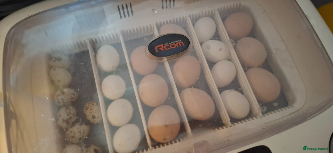 Chickens poultry for sale: Bantam chicks for sale - Advert 3