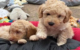 Toy Poodle dogs for sale: Stunning litter of Toy Poodles - Image 18