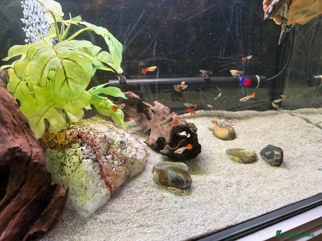 Turtle reptiles for sale: 240L tank & turtles for sale  - Advert 12
