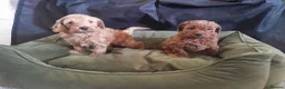 Cockapoo dogs for sale: Stunning Cockapoo Puppies  - Advert 1