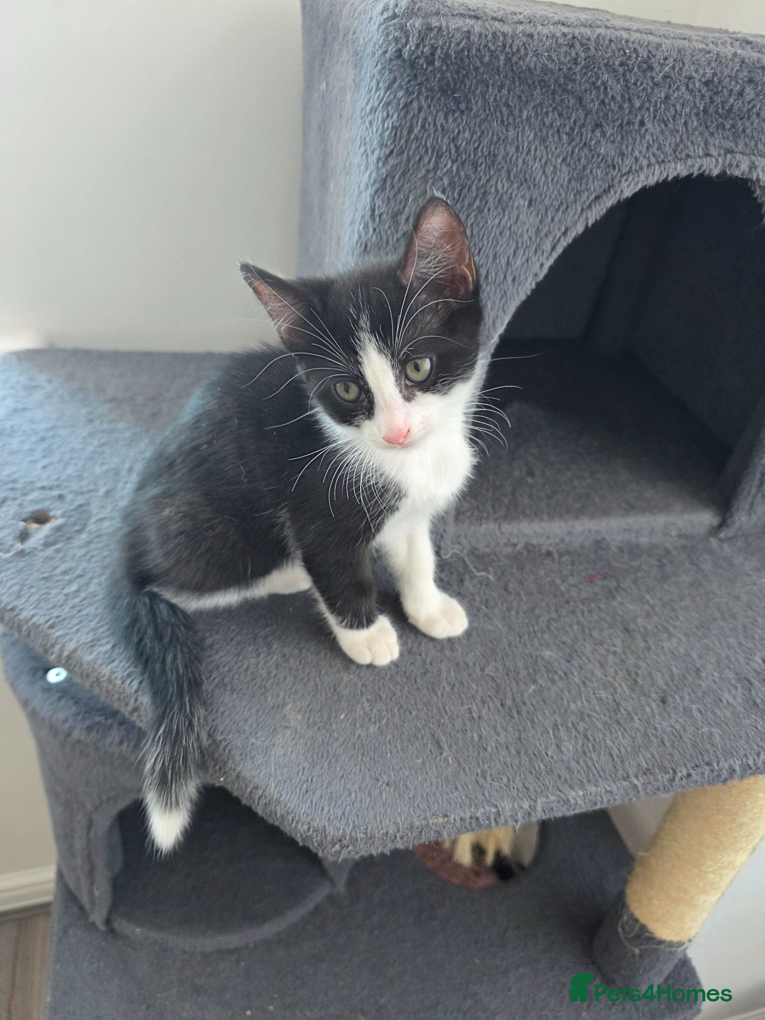 Mixed Breed cats 1 female kitten  - Advert 7