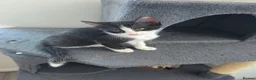 Mixed Breed cats for sale: 1 female kitten  - Advert 1