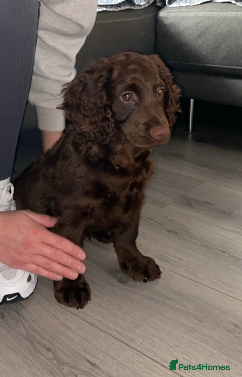 Cocker Spaniel dogs FULLY VAXED KC REG MALE CHOC COCKER SPANIEL PUP - Advert 2