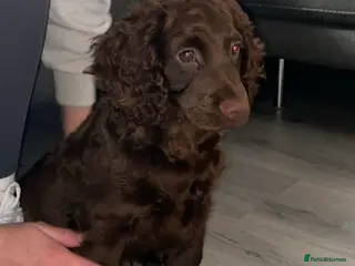 Cocker Spaniel dogs FULLY VAXED KC REG MALE CHOC COCKER SPANIEL PUP - Advert 2