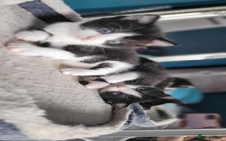 Mixed Breed cats for sale: Kittens looking for loving forever home - Image 5