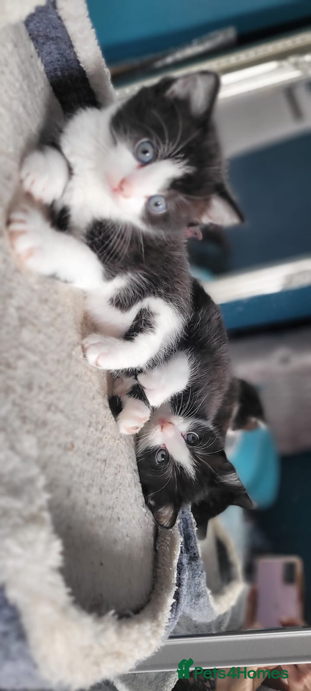 Mixed Breed cats for sale: Kittens looking for loving forever home - Image 5