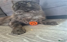 Maine Coon cats for stud: Tica Active Registered Black Smoke MaineCoon Stud in Heckmondwike - Image 9