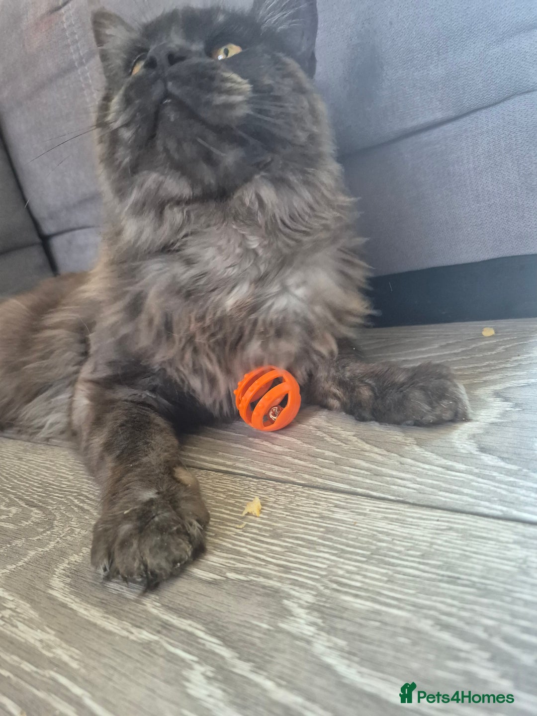 Maine Coon cats for stud: Tica Active Registered Black Smoke MaineCoon Stud in Heckmondwike - Image 9