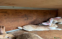 Continental Giant rabbits for sale: Continental Giants - Image 1