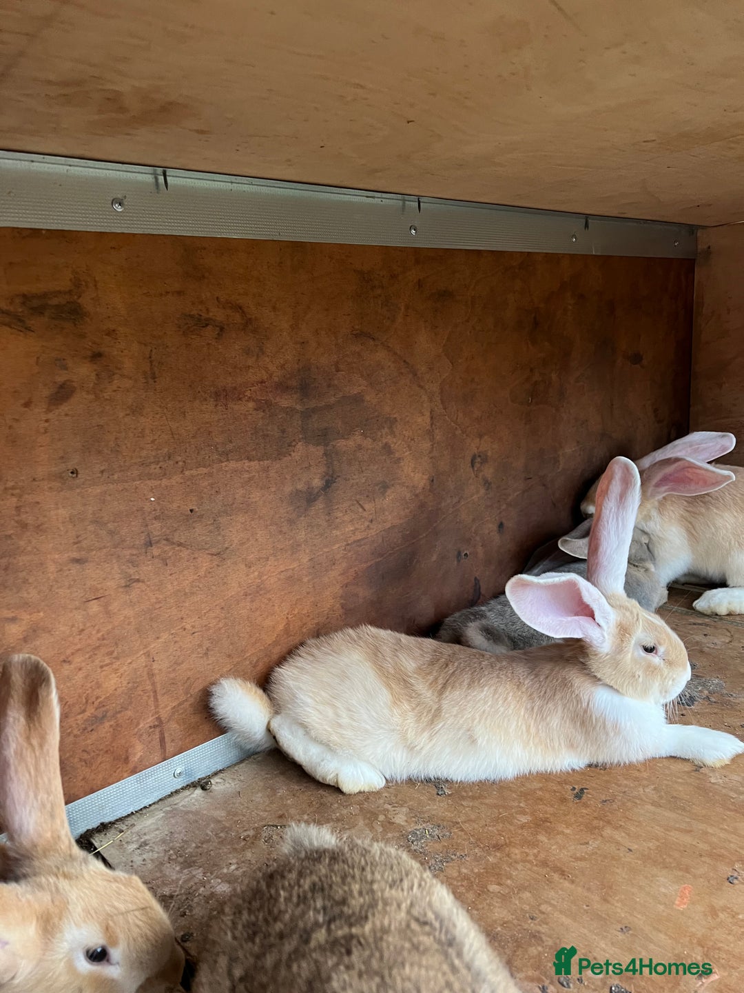 Continental Giant rabbits for sale: Continental Giants - Image 1