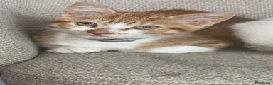Male kitten