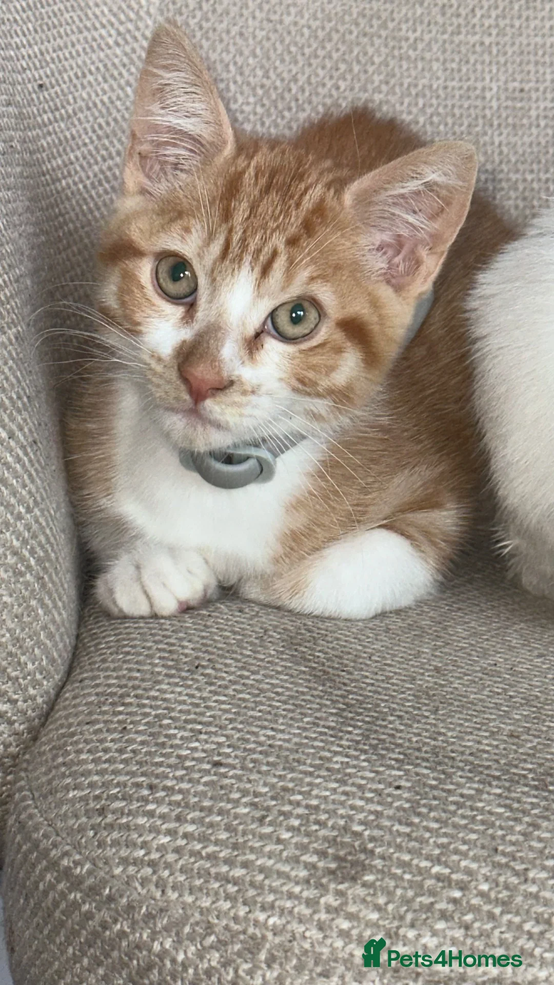 Domestic Shorthair cats for sale: 13 Week old male kitten - Advert 2