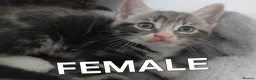 Mixed Breed cats for sale: 2 beautiful kittens for sale  - Advert 3