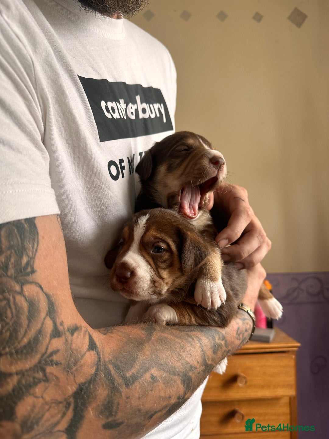 Mixed Breed dogs for sale: Mixbreed beautiful puppies  - Image 9