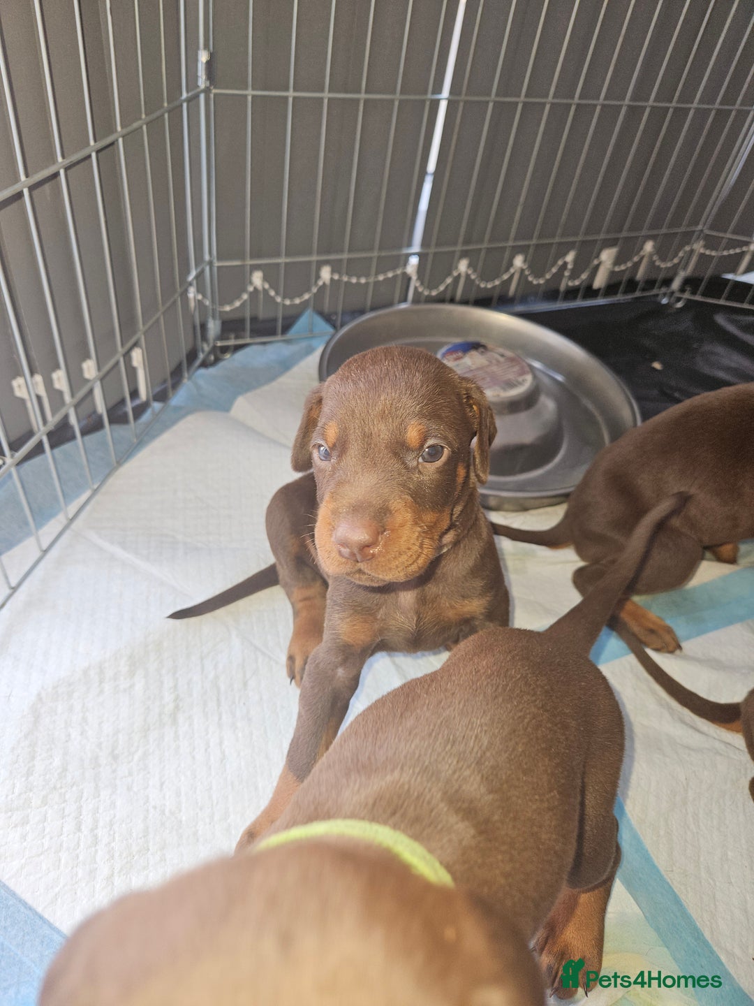 Dobermann dogs for sale: Dobermans available  - Image 2