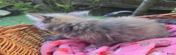Mixed Breed cats for sale: Maine Coon X Fluffy Long Haired Kittens RESERVE    - Advert 17