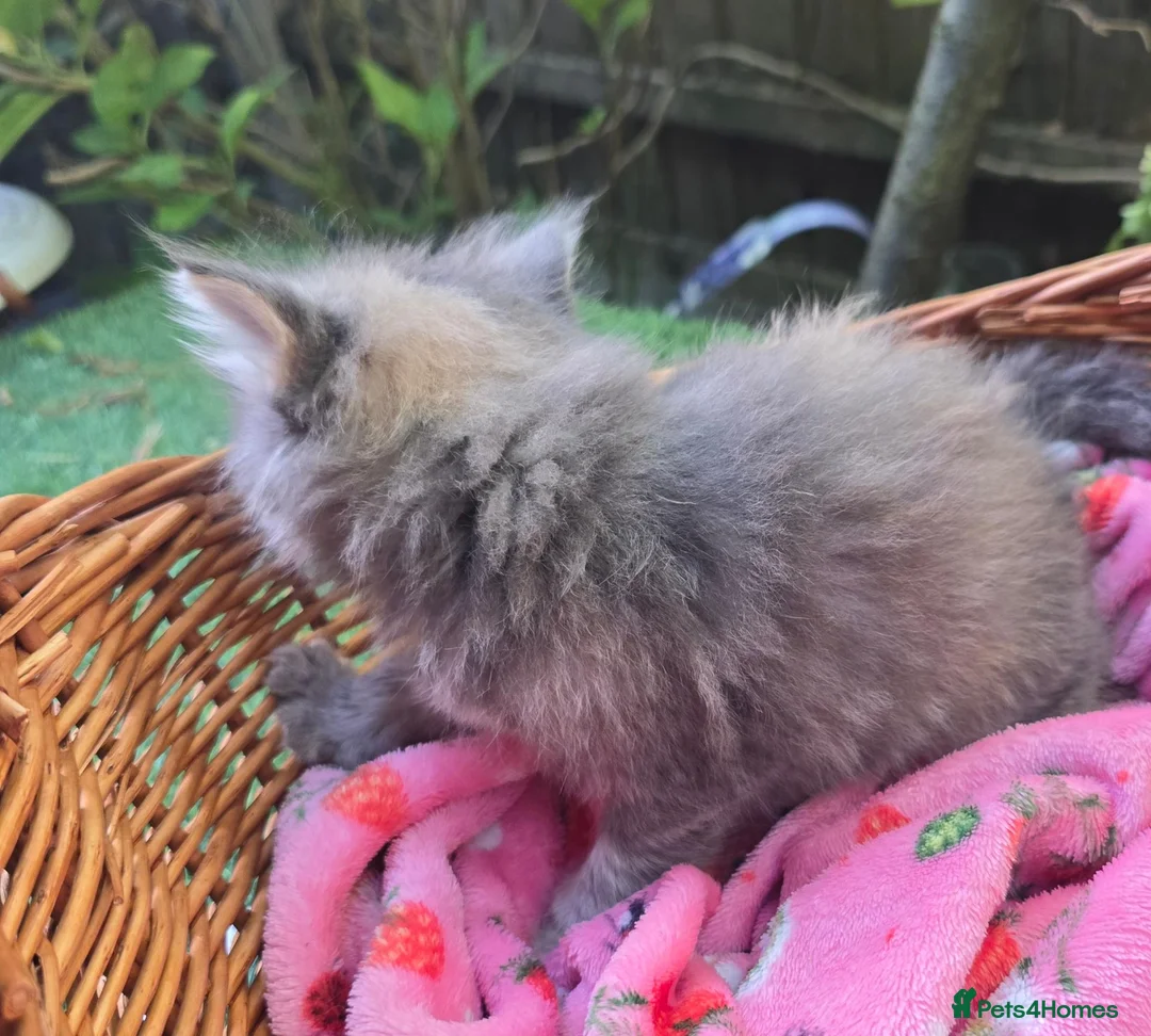 Mixed Breed cats for sale: Maine Coon X Fluffy Long Haired Kittens RESERVE    - Advert 17