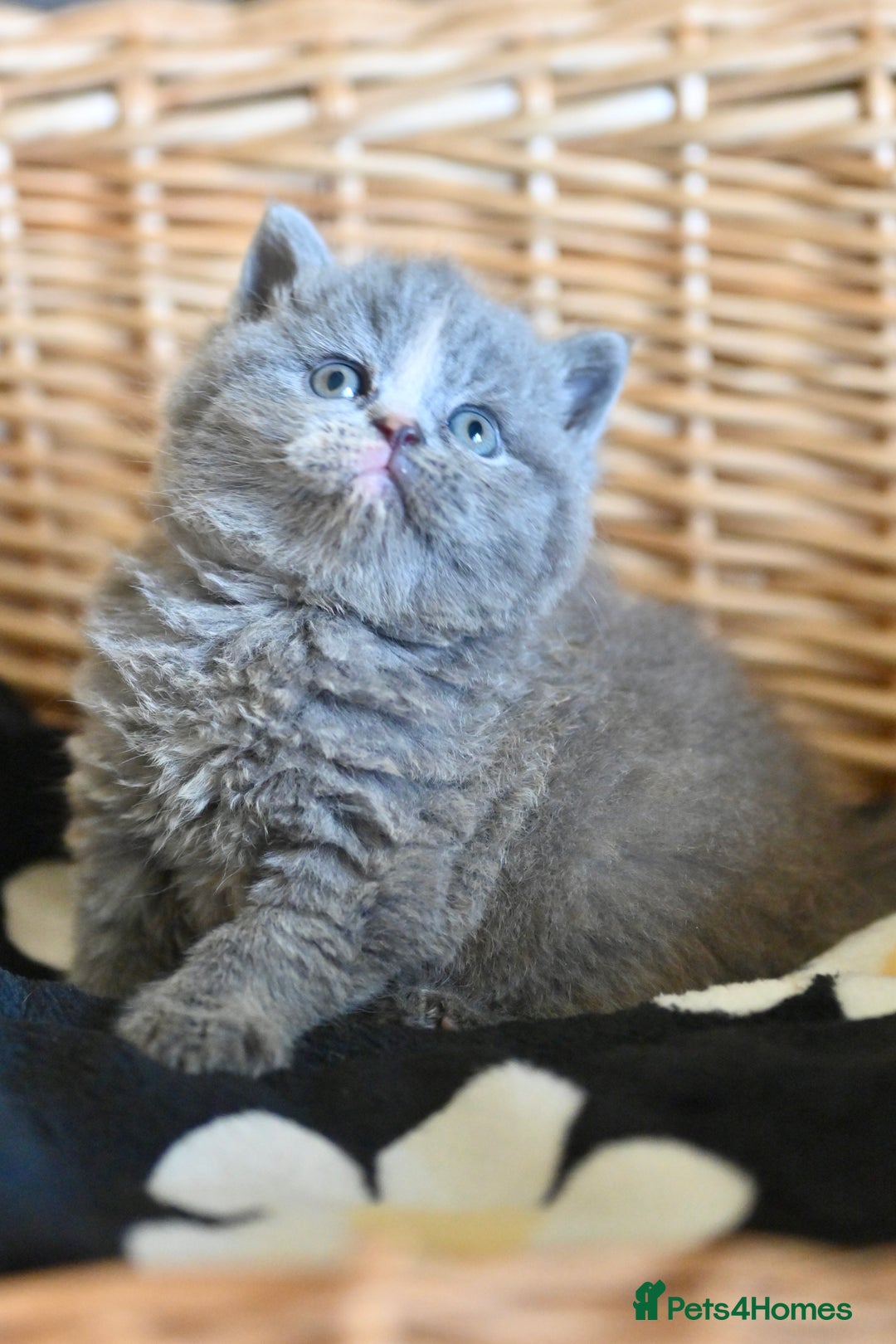 British Shorthair cats for sale: GCCF reg blue kittens ready to go from 24/10 - Image 29