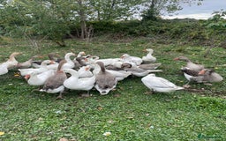 Geese poultry for sale: Mixed Flock Of Geese For Sale - Image 3
