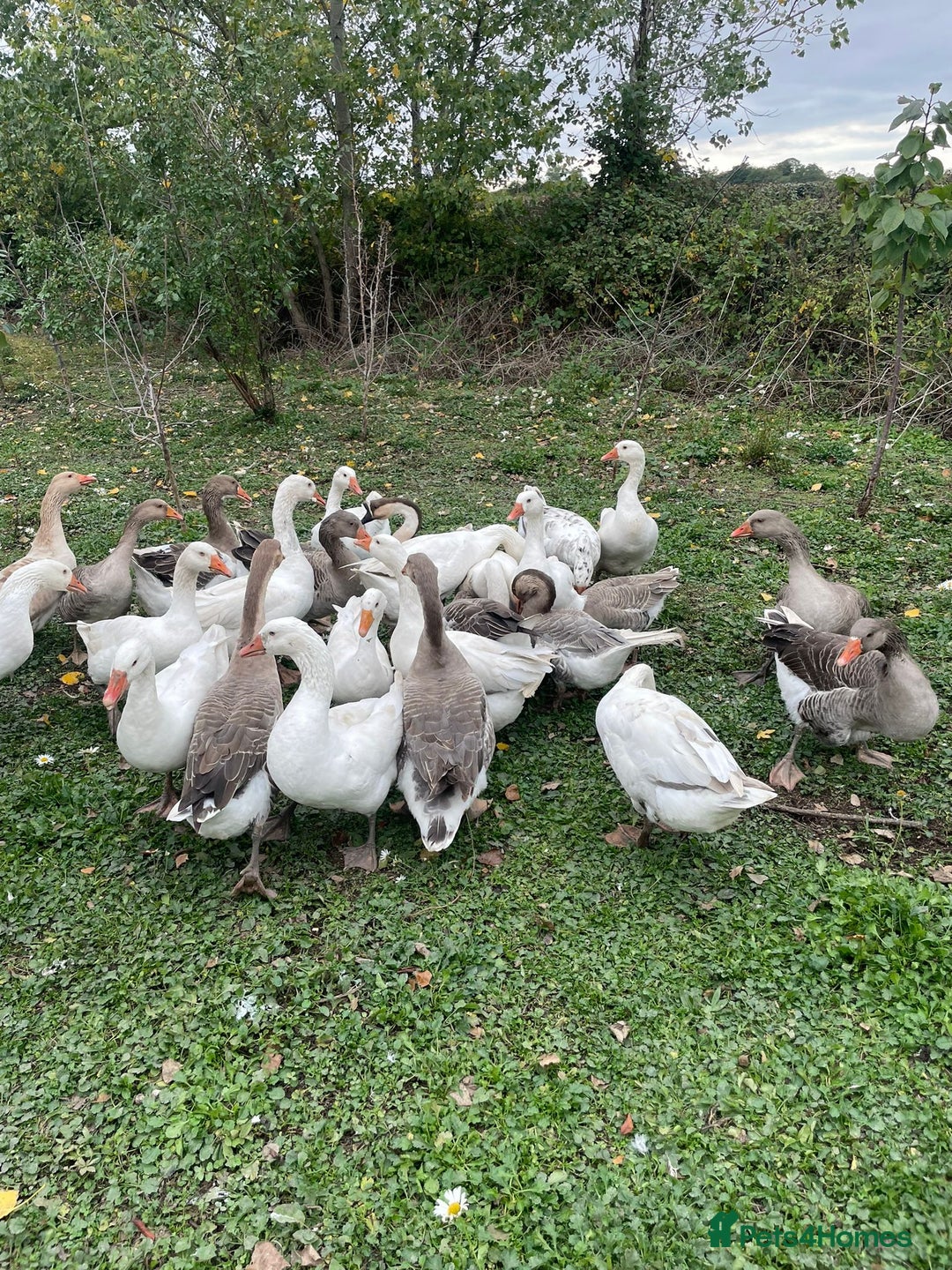 Geese poultry for sale: Mixed Flock Of Geese For Sale - Image 3