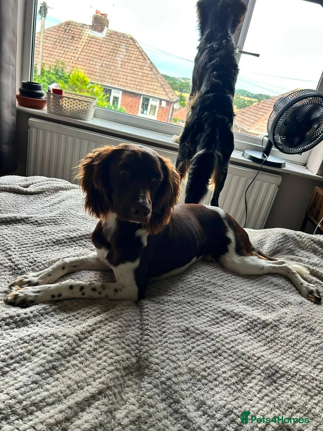Mixed Breed dogs for adoption: Ozzy 1 yr old Spaniel cross  - Advert 2