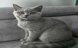British Shorthair cats for stud: Cat for stunning in Rugby - Image 14