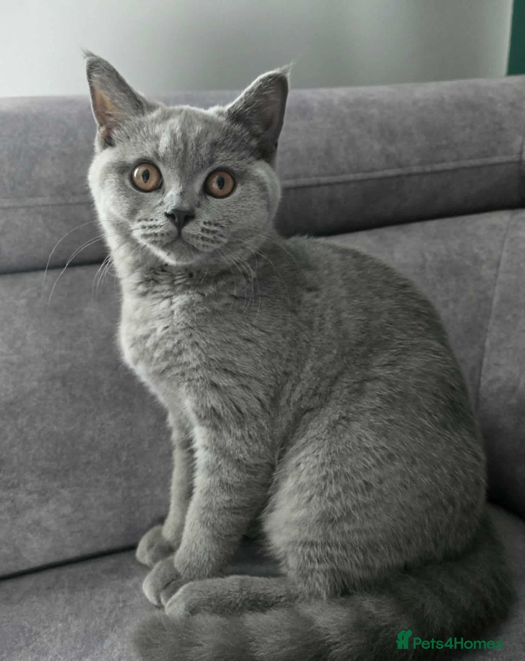 British Shorthair cats for stud: Cat for stunning in Rugby - Image 14