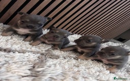 French Bulldog dogs for sale: lilac and tan french bulldogs - Image 1
