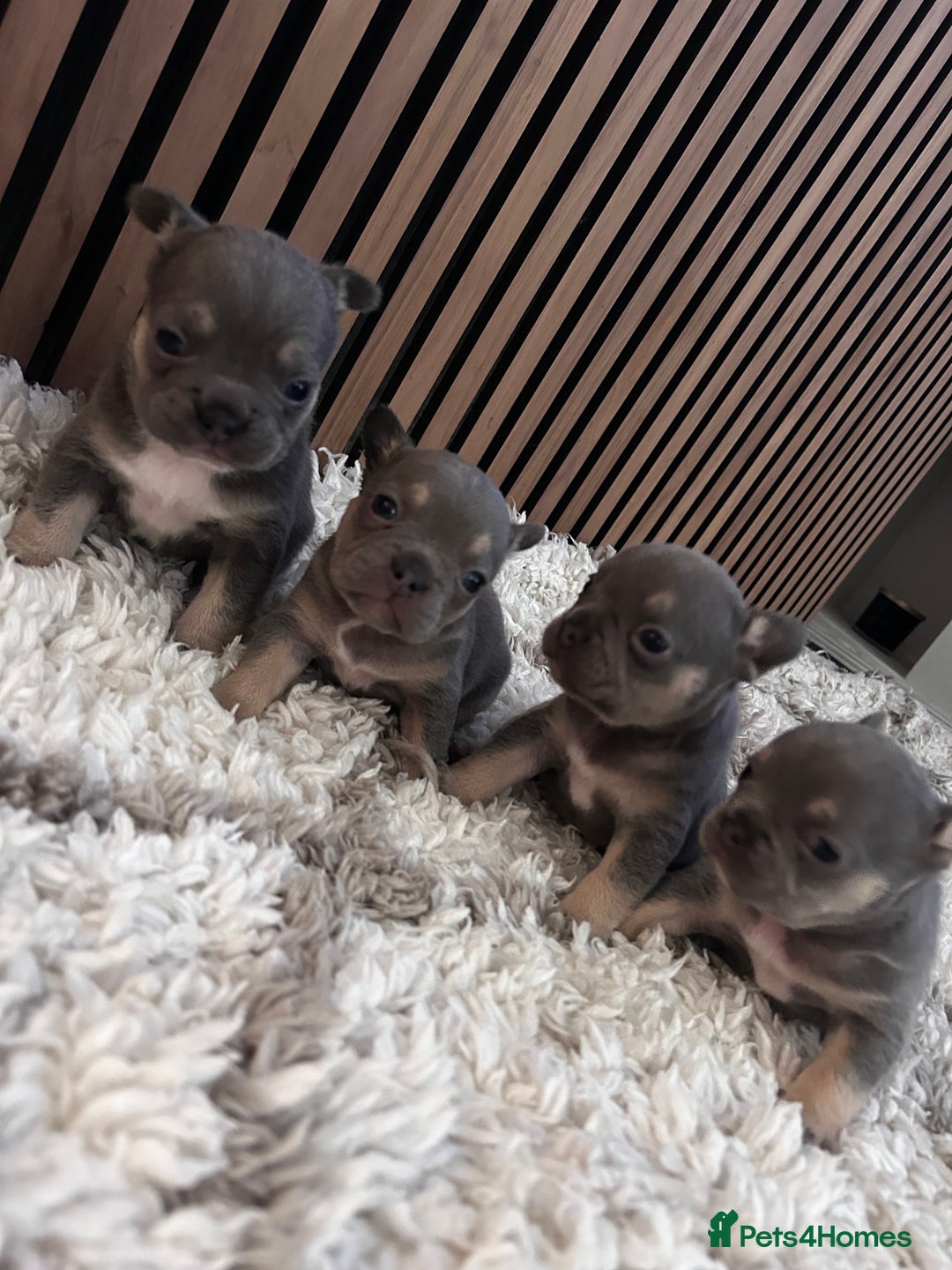 French Bulldog dogs for sale: lilac and tan french bulldogs - Image 1