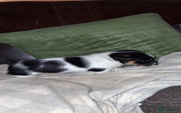 Jack Russell dogs for sale: Beautiful Jack Russell puppies - Image 5